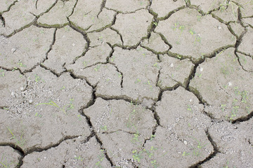 Drought in rice