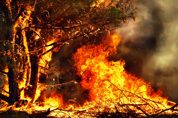 Tree on fire in forest fires