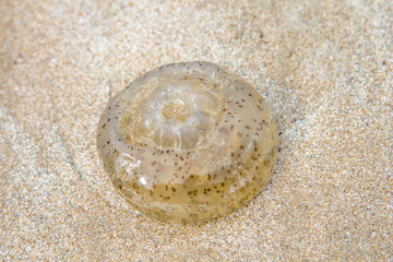 jellyfish