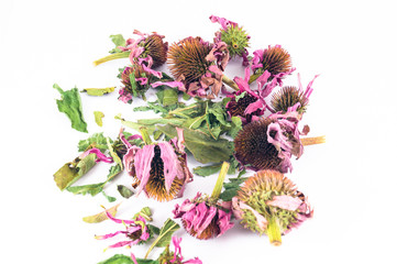 Obraz premium Dried echinacea purpurea in white background