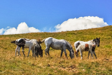 Horses near the summit of Mount Lesima in the Apennines between Lombardy and Emilia-Romagna regions, northern Italy