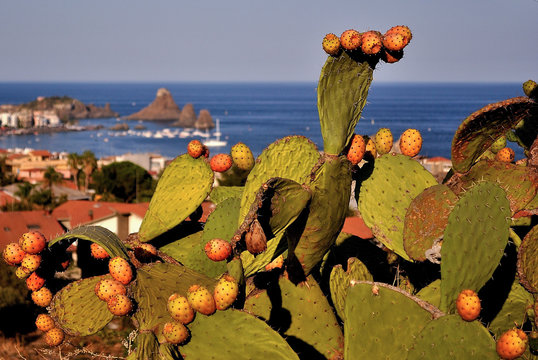 Prickly pears with fruits in Sicily with coastline of Aci Trezza in background