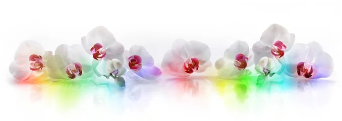 Fototapeten Orchideen mit Regenbogenfarben © peterschreiber.media
