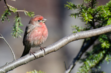 Male House Finch Perched on a Branch