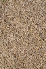 Dried grass Background.