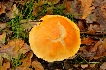 Lactarius glyciosmus