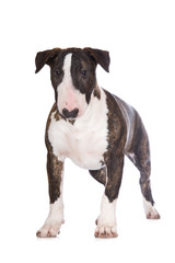 brindle english bull terrier puppy