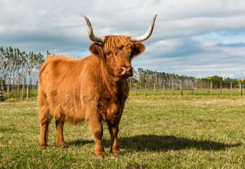 Hairy Brown Cow
