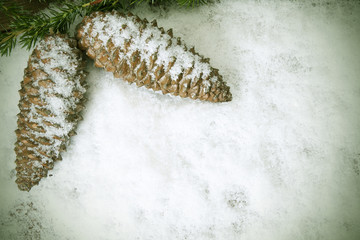 fir cones with powder snow