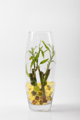Beautiful flowers in vases with hydrogel 