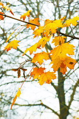 yellow and red leaves with drops of dew on tree branch in a fore