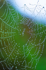 cobweb spider against green light with dew drops like a necklace