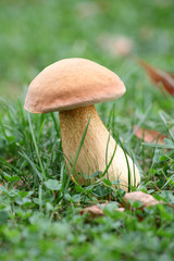 Boletus edulis in the grass