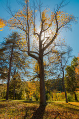 Big tree with interesting shape backlit in the park