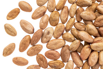 cacao beans on white background