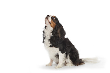 chien cavalier king charles tricolore © mariesacha