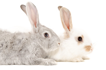 Two rabbits