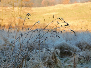 Autumn frost covers shaded half of the land