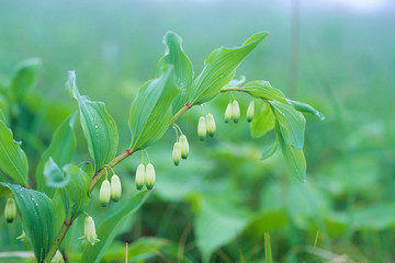 アマドコロ、Solomon's seal,