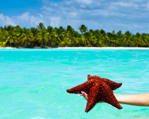 Fototapeta na wymiar Starfish in hand