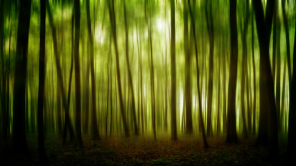 Fototapeta na wymiar Magical Forest