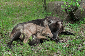 Grey Wolf Pup (Canis lupus) Licks Mother's Mouth