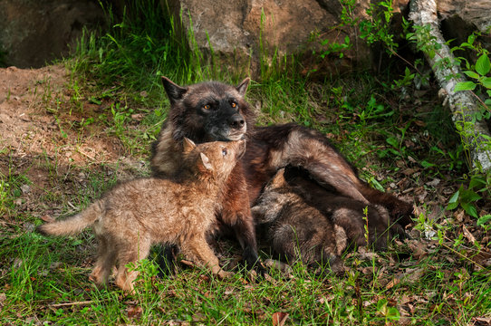 Black Wolf (Canis lupus) Feeds Her Pups - One Under Chin