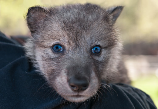 Grey Wolf Pup (Canis lupus) Head on Shoulder