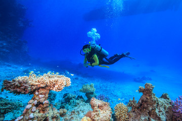 Naklejka na ściany i meble diver in the Red Sea