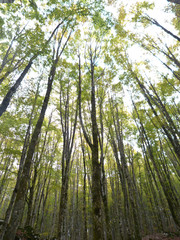 Fototapeta premium bosco di faggio in autunno
