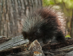 Porcupette (Erethizon dorsatum) Investigates Birch Curl