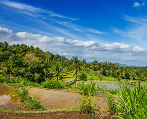 Fototapeta na wymiar Green rice terraces