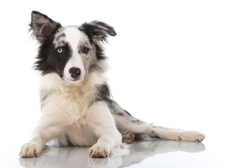Fototapeta premium Border Collie