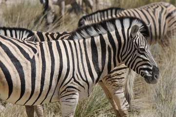 Fototapeta na wymiar Zebraherde am Wasserloch, Etoscha, Namibia, Afrika