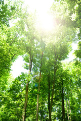 Beautiful trees in forest
