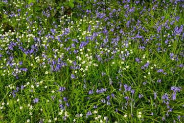 Fototapeta premium Spring bluebells flowers in forest