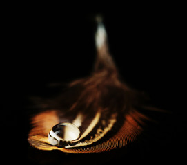 Fototapeta premium Beautiful feather with water drop on black background