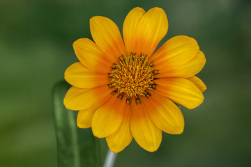 Close up view of a beautiful yellow daisy flower in the wild.