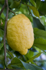 Close up view of a lemon hanging from the tree.
