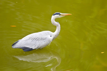 Grey Heron bird