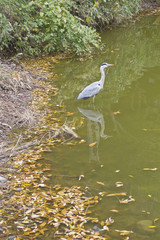 Grey Heron bird
