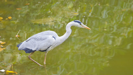 Grey Heron birds