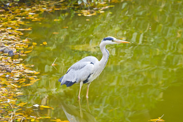Grey Heron bird