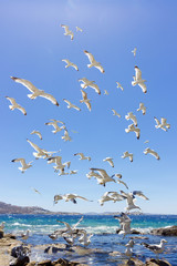 swarm of flying sea gulls