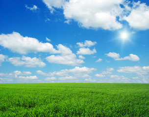 Fototapeta na wymiar Green field, blue sky and sun