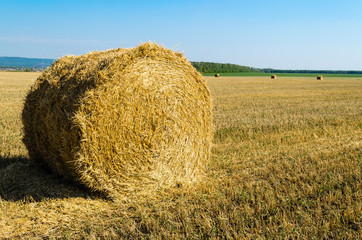 Twisted hay on the field in summer