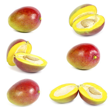 mango collection