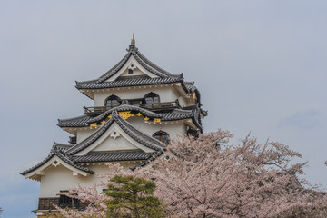 春の彦根城の天守