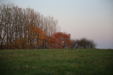 Several autumn colored trees on a meadow