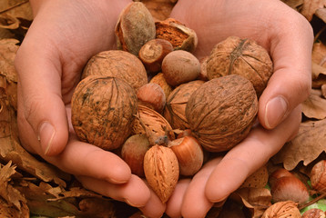 A special offer of walnuts, almonds and hazelnuts